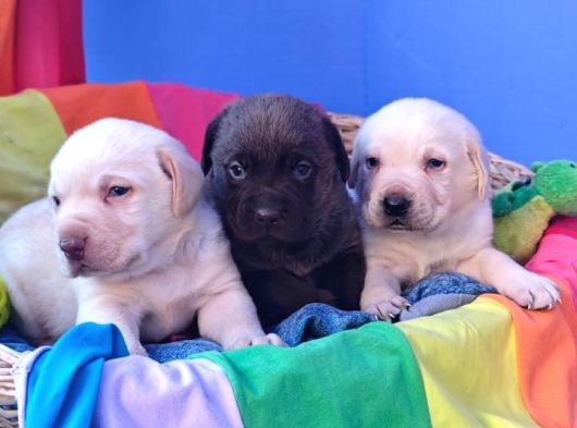Labrador Bebekler görsel