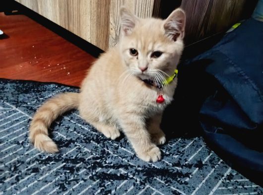 Britsh Shorthair görsel