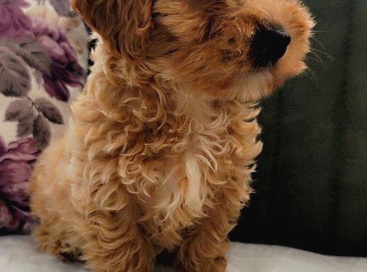 Maltipoo Yavrular görsel