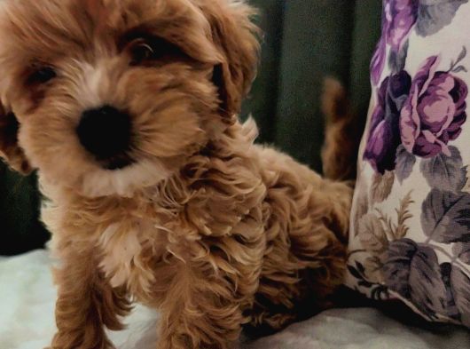 Maltipoo Yavrular görsel