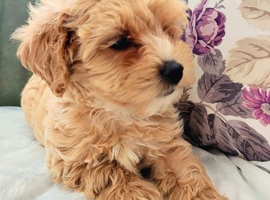 Maltipoo Yavrular görsel