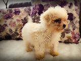 Morkie Yavrular