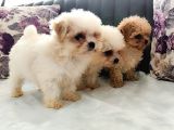 Morkie Yavrular