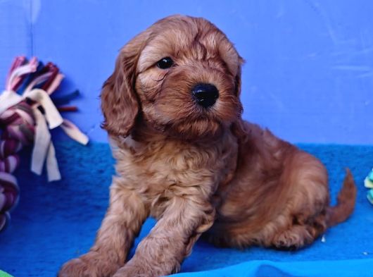 Cockapoo Yavrularimiz
