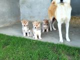 Erkek Japon Akita Inu Yavrumuz