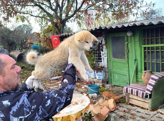 Erkek Japon Akita Inu Yavrumuz görsel