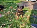Koca Kafa Erkek Rotweiller Yavrumuz