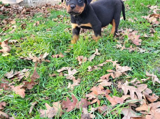 Koca Kafa Erkek Rotweiller Yavrumuz görsel