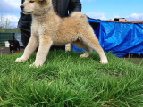 Erkek Japon Akita Inu Yavrumuz