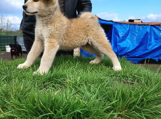 Erkek Japon Akita Inu Yavrumuz görsel