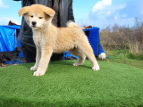 Erkek Japon akita inu yavrumuz