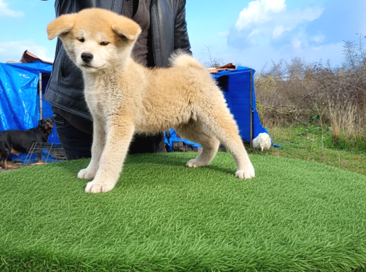 Erkek Japon Akita Inu Yavrumuz