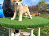 Erkek Japon Akita Inu Yavrumuz