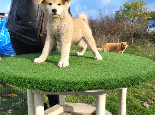 Erkek Japon Akita Inu Yavrumuz görsel