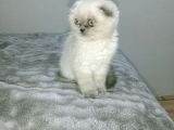 blue point scottish fold