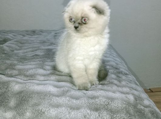 Blue Point Scottish Fold