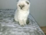 Blue Point Scottish Fold