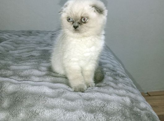Blue Point Scottish Fold görsel