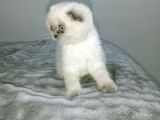 Blue Point Scottish Fold