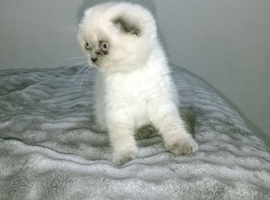 Blue Point Scottish Fold görsel
