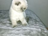 Blue Point Scottish Fold