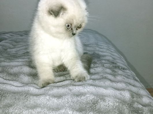 Blue Point Scottish Fold görsel