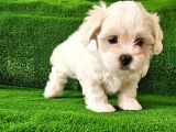 Maltese Terier Yavrularimiz