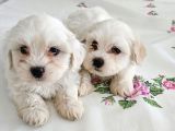 Maltese Terier Yavrularimiz