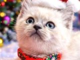 British Shorthair Blue Ve Blurpoint Yavrular