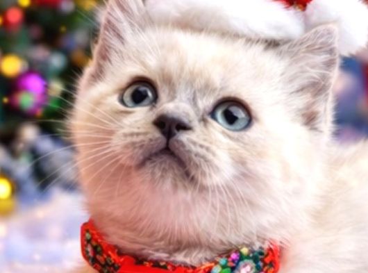 British Shorthair Blue Ve Blurpoint Yavrular görsel