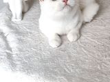 Kar Beyaz Shorthair Mavi Gözlü Prenses