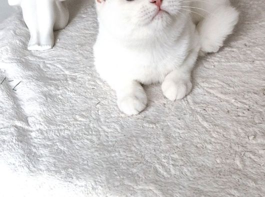 Kar Beyaz Shorthair Mavi Gözlü Prenses görsel