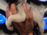 Safkan Irk Garantili Pug Mops Yavrularımız
