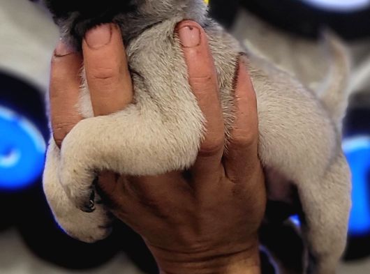Safkan Irk Garantili Pug Mops Yavrularımız görsel