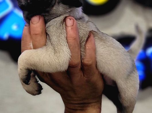 Safkan Irk Garantili Pug Mops Yavrularımız görsel