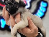 Safkan Irk Garantili Pug Mops Yavrularımız
