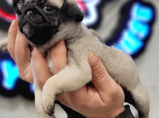 Safkan Irk Garantili Pug Mops Yavrularımız görsel