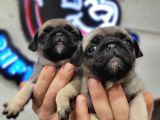 Safkan ırk garantili pug mops yavrularımız