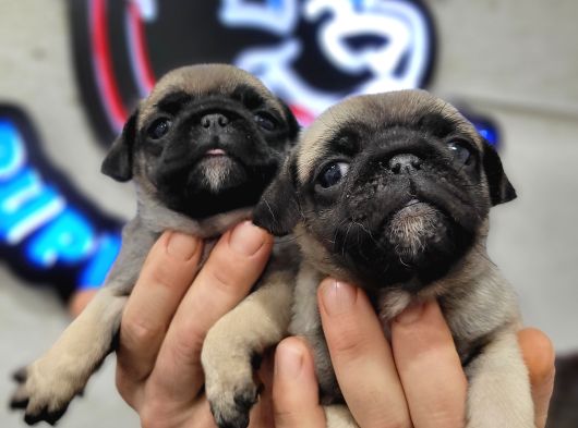 Safkan Irk Garantili Pug Mops Yavrularımız