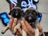 Safkan Irk Garantili Pug Mops Yavrularımız