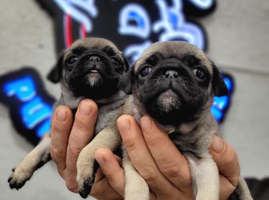Safkan Irk Garantili Pug Mops Yavrularımız görsel