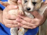 Safkan Irk Garantili Japon Akita Yavrularımız