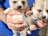 Safkan ırk garantili japon akita yavrularımız