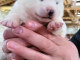 Safkan Irk Garantili Japon Akita Yavrularımız