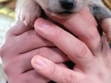 Safkan Irk Garantili Japon Akita Yavrularımız