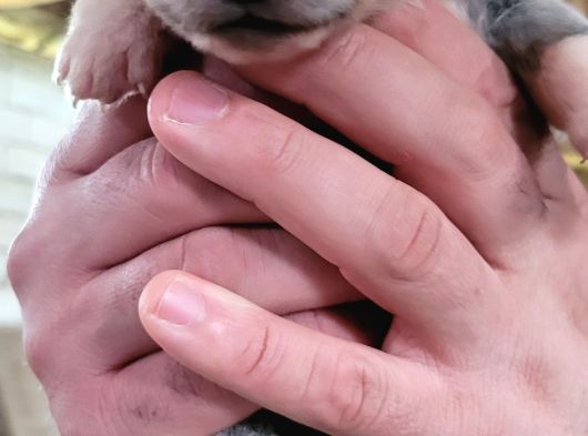 Safkan Irk Garantili Japon Akita Yavrularımız görsel