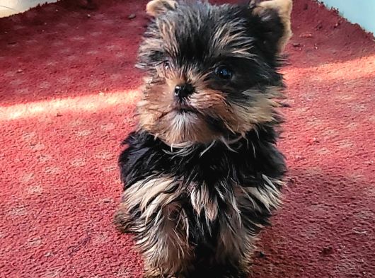 Safkan Irk Garantili Yorshire Terrier Yavrularımız görsel