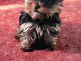 Safkan Irk Garantili Yorshire Terrier Yavrularımız