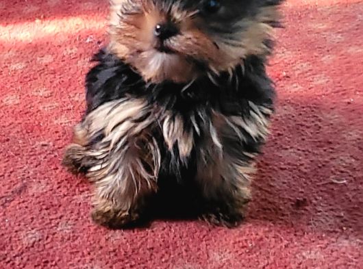 Safkan Irk Garantili Yorshire Terrier Yavrularımız görsel