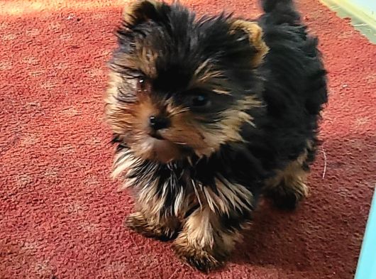 Safkan Irk Garantili Yorshire Terrier Yavrularımız